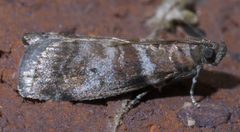 Sciota uvinella P1460967a by
xpda. Used under a CC BY-SA 4.0 license.