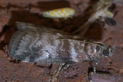 Sciota uvinella P1460968a by 
xpda. Used under a CC BY-SA 4.0 license.