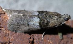 Tlascala reductella P1600998a by 
xpda. Used under a CC BY-SA 4.0 license.