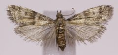 Vitula broweri1 by Unknown authorUnknown author. Used under a Public domain license.
