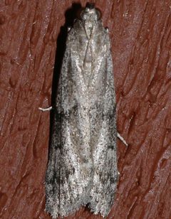 Vitula serratilineella 01 by CBG Photography Group, Centre for Biodiversity Genomics. Used under a CC0 license.