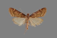 Aglossa cacamica ASUHIC0127546 by Arizona State University Hasbrouck Insect Collection. Used under a CC0 license.