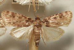 Aglossa.cuprealis.mounted by Sarefo. Used under a CC BY-SA 3.0 license.