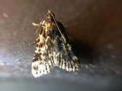 Aglossa caprealis by AucklandNaturalist. Used under a CC BY-SA 4.0 license.