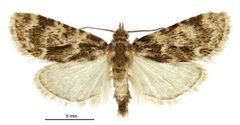 Aglossa caprealis male by Birgit E. Rhode, Landcare Research New Zealand Ltd.. Used under a CC BY 4.0 license.
