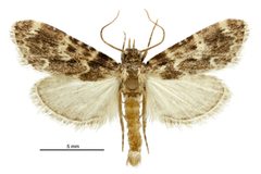 Aglossa caprealis male2 by Birgit E. Rhode, Landcare Research New Zealand Ltd.. Used under a CC BY 4.0 license.