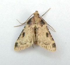 Aglossa costiferalis by iNaturalist user: jimeckert49. Used under a CC BY 4.0 license.