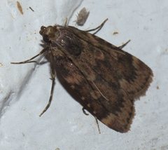 Aglossa cuprina P1210302a by 
xpda. Used under a CC BY-SA 4.0 license.