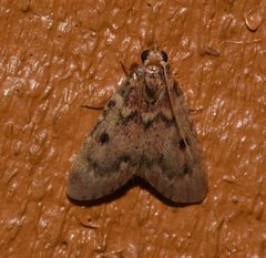 Pink-masked Pyralid Moth - Aglossa disciferalis by Wildreturn. Used under a CC BY 2.0 license.