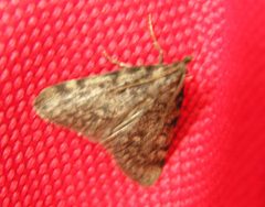 Aglossa pinguinalis by Fvlamoen. Used under a CC BY-SA 3.0 license.