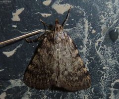 Aglossa pinguinalis 02 by Jan Stubenitzky (Biodehio). Used under a CC BY-SA 3.0 license.