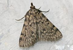 Aglossa pinguinalis entomart by (c)Entomart. Used under a Attribution license.