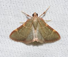 Pink-fringed Dolichomia Moth- Hypsopygia binodulalis by Wildreturn. Used under a CC BY 2.0 license.