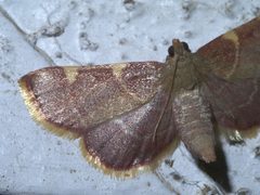 Hypsopygia olinalis P1290859a by 
xpda. Used under a CC BY-SA 4.0 license.