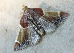 Pyralis farinalis01 by wikipedia. Used under a Attribution license.