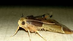 Pyralis farinalis 002 by Skky999. Used under a CC0 license.
