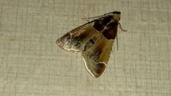 Pyralis farinalis 003 by Skky999. Used under a CC0 license.