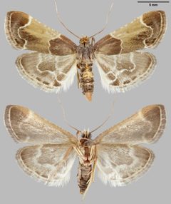 Pyralis farinalis 04 by Pekka Malinen, Luomus. Used under a CC BY-SA 4.0 license.