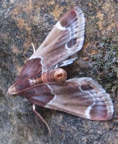 Pyralis farinalis RF by Robert Flogaus-Faust. Used under a CC BY 4.0 license.