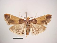 Pyralis farinalis dorsal by Simon Hinkley & Ken Walker, Museum Victoria. Used under a CC BY 3.0 au license.