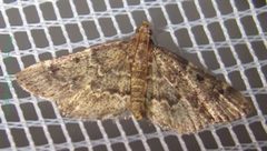 Pyralis manihotalis by Tonton Bernardo. Used under a CC BY-SA 3.0 license.