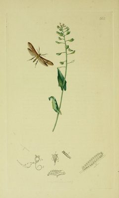 Britishentomologyvolume6Plate663 by Curtis. Used under a Public domain license.