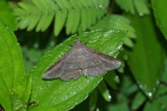 Erebidae 09571 by Vengolis. Used under a CC BY-SA 4.0 license.