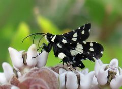 Pseudothyris sepulchralis 1 by Jacy Lucier. Used under a CC BY-SA 4.0 license.