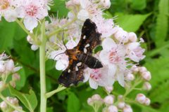 Thyrididae- Thyris maculata by Kristof Zyskowski &amp; Yulia Bereshpolova. Used under a CC BY 2.0 license.