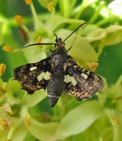 Thyris maculata by Jacy Lucier. Used under a CC BY-SA 4.0 license.