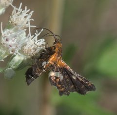 Thyris maculata P1120002a by 
xpda. Used under a CC BY-SA 4.0 license.