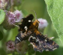Thyris maculata P1280351a by 
xpda. Used under a CC BY-SA 4.0 license.