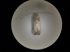 Dryadaula terpsichorella by Forest and Kim Starr. Used under a CC BY 2.0 license.