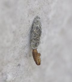 Dahlica lichenella case and exuvium by
This image is created by user Carl Nolte at Waarneming.nl, a source of nature observations in the Netherlands.
. Used under a CC BY 3.0 license.