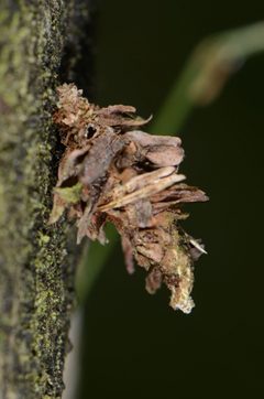 Sterrhopterix fusca case by
This image is created by user Ernest van Asseldonk at Waarneming.nl, a source of nature observations in the Netherlands.
. Used under a CC BY 3.0 license.