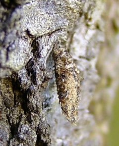 Dahlica triquetrella.case01 by Dumi. Used under a CC BY-SA 3.0 license.