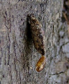 Dahlica triquetrella.case02 by Dumi. Used under a CC BY-SA 3.0 license.