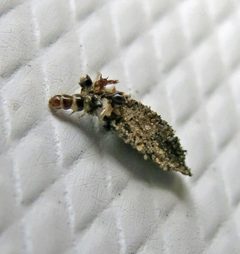 Dahlica triquetrella larva by Jacy Lucier. Used under a CC BY-SA 4.0 license.