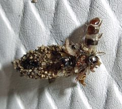 Dahlica triquetrella larva 1 by Jacy Lucier. Used under a CC BY-SA 4.0 license.