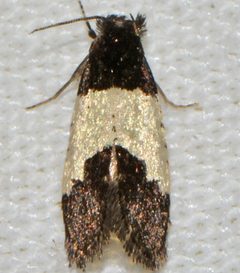 Kearfottia albifasciella by Andy Reago &amp; Chrissy McClarren. Used under a CC BY 2.0 license.
