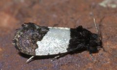 Kearfottia albifasciella P1500175a by 
xpda. Used under a CC BY-SA 4.0 license.