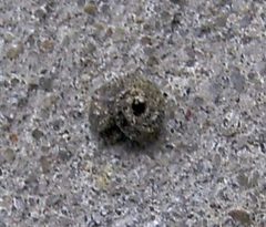 Apterona helicoidella.case by Dumi. Used under a CC BY-SA 3.0 license.