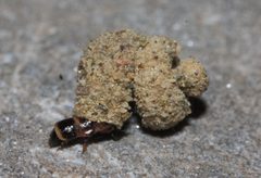 Apterona helicoidella MRKVICKA by Alexander Mrkvicka. Used under a CC BY-SA 4.0 license.