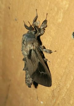 Oiketicus abbotii by Laura Gaudette. Used under a CC BY 4.0 license.