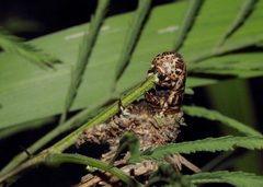 Oiketicus abbotii larva by Juan Cruzado Cortés. Used under a CC BY-SA 4.0 license.
