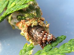 Thyridopteryx ephemeraeformis-larva crawling by Peterwchen. Used under a CC BY-SA 4.0 license.