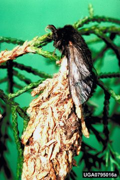 Thyridopteryx ephemeraeformis 0795016 by Gerald J. Lenhard, Louiana State Univ, Bugwood.org. Used under a CC BY 3.0 license.