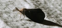 Glover s Bagworm Moth by Luizpuodzius. Used under a CC BY-SA 4.0 license.