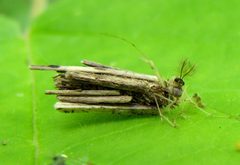 Psyche casta larva by Jacy Lucier. Used under a CC BY-SA 4.0 license.
