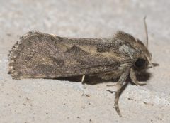 Acrolophus popeanella P1090407b by 
xpda. Used under a CC BY-SA 4.0 license.